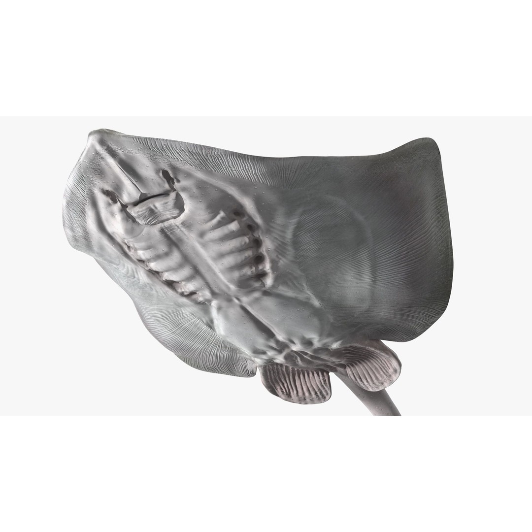 White Stingray 3D Model – Realistic PBR Asset for Marine Projects - View 11