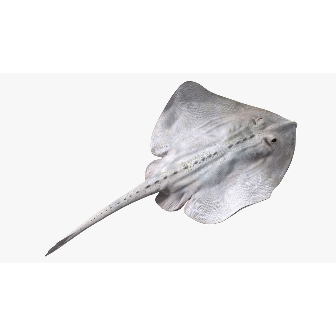 White Stingray 3D Model – Realistic PBR Asset for Marine Projects - View 12