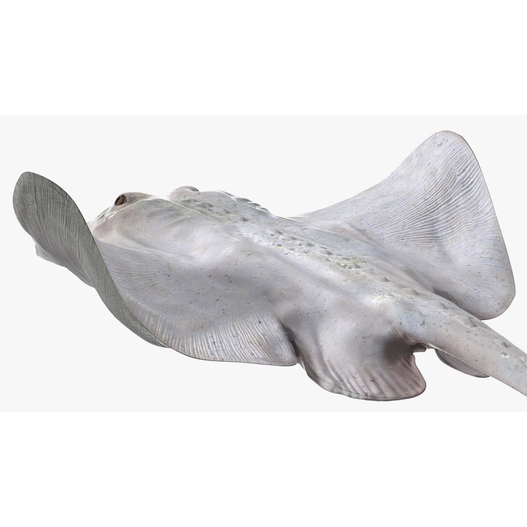 White Stingray 3D Model – Realistic PBR Asset for Marine Projects - View 13