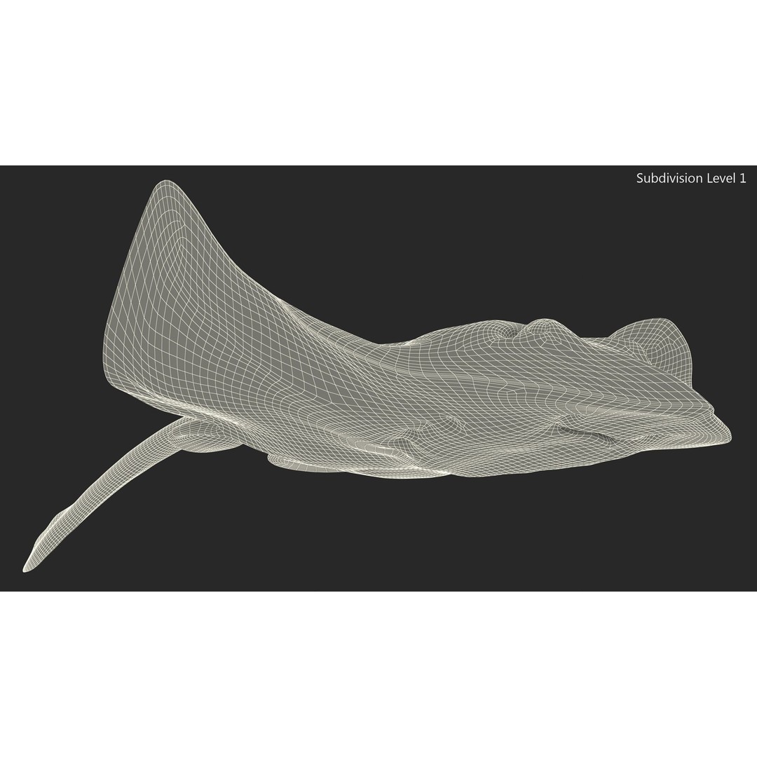 White Stingray 3D Model – Realistic PBR Asset for Marine Projects - View 16