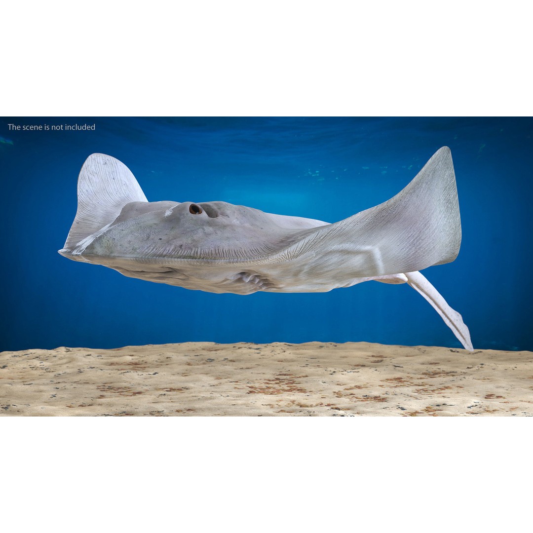 White Stingray 3D Model – Realistic PBR Asset for Marine Projects - View 2