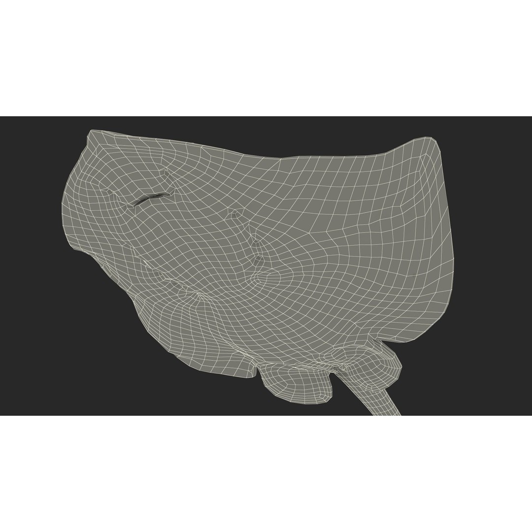 White Stingray 3D Model – Realistic PBR Asset for Marine Projects - View 26