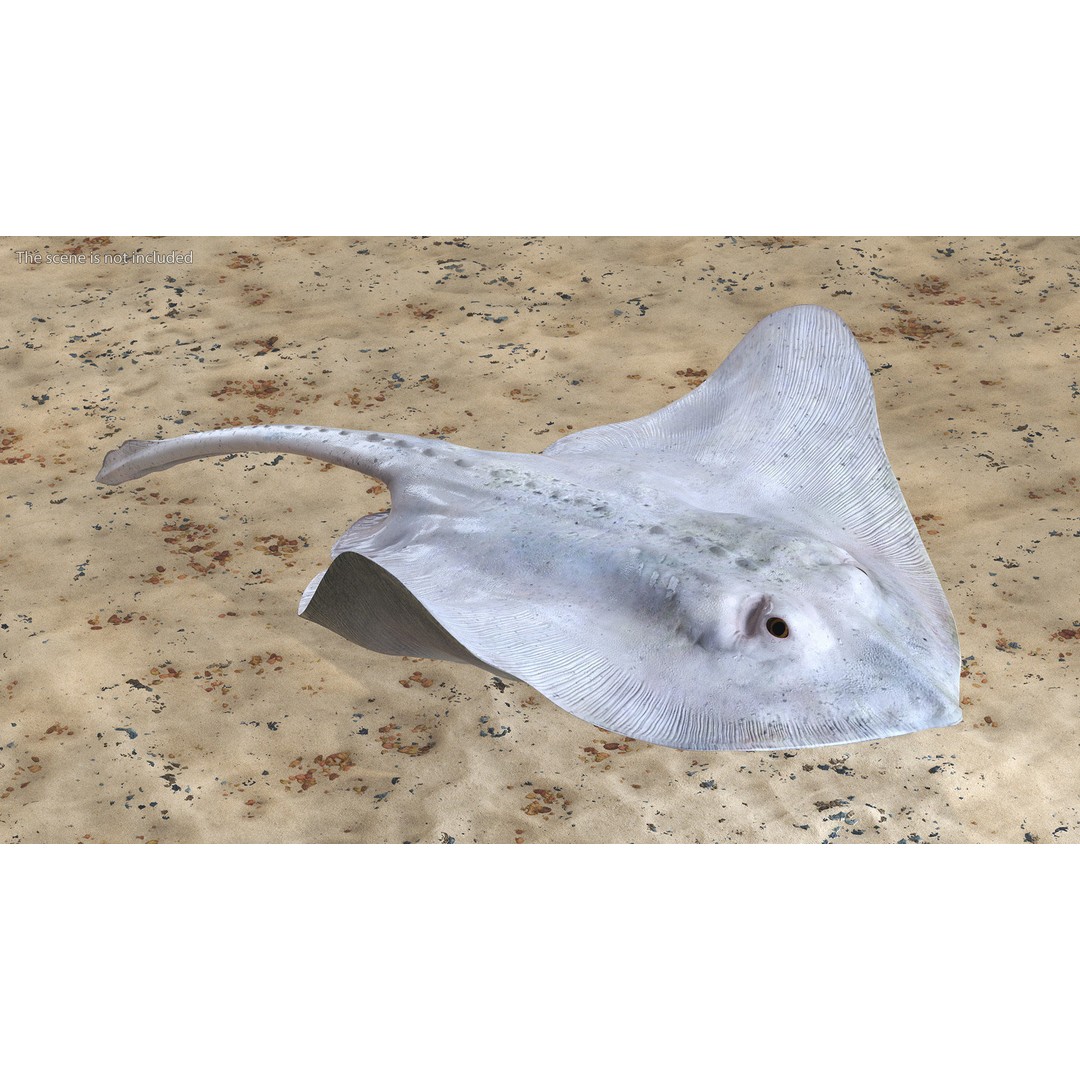 White Stingray 3D Model – Realistic PBR Asset for Marine Projects - View 3
