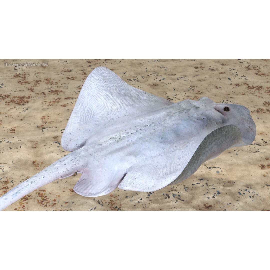 White Stingray 3D Model – Realistic PBR Asset for Marine Projects - View 4