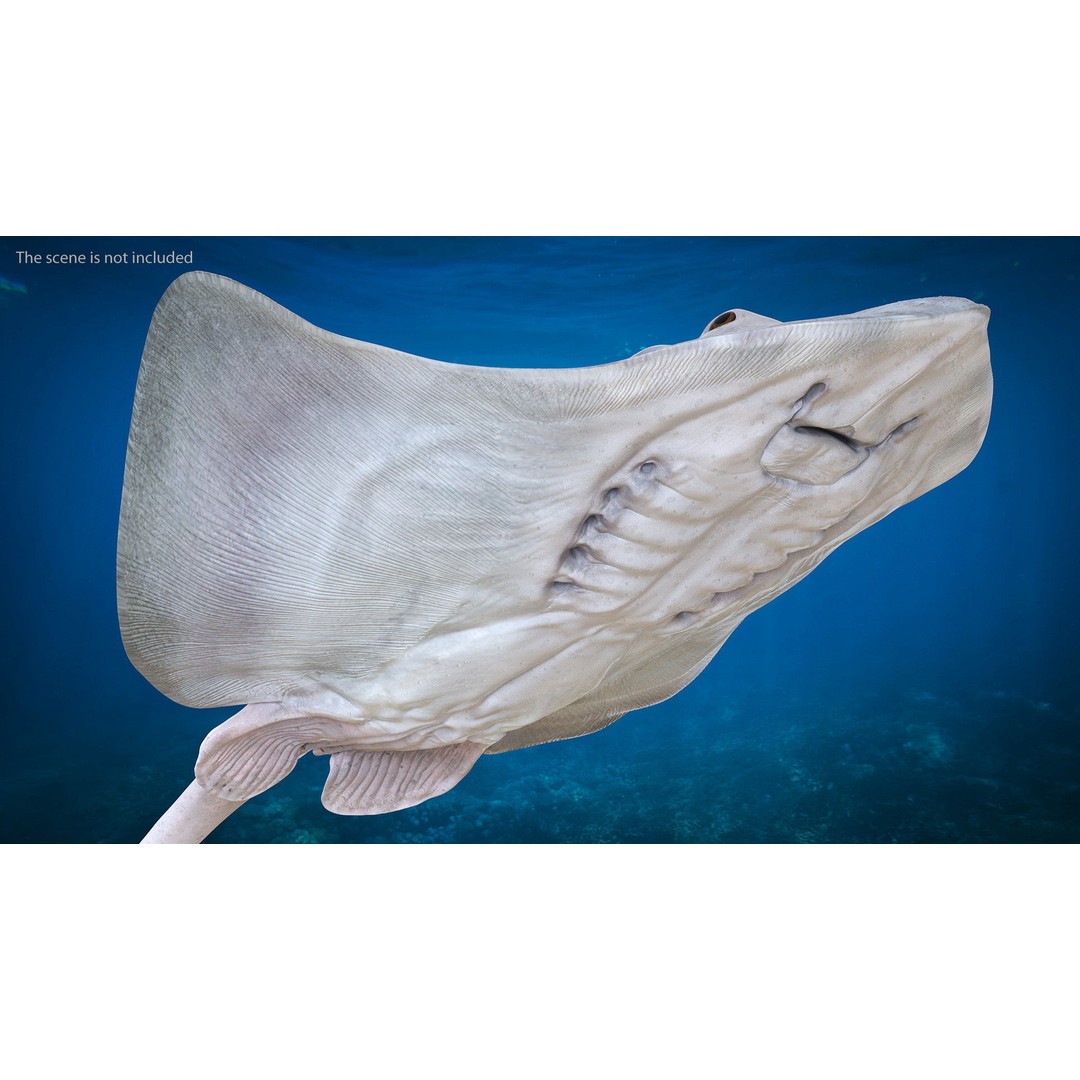 White Stingray 3D Model – Realistic PBR Asset for Marine Projects - View 5