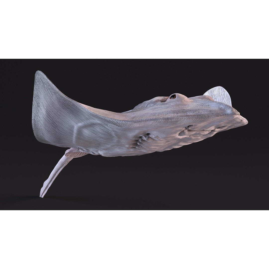 White Stingray 3D Model – Realistic PBR Asset for Marine Projects - View 6
