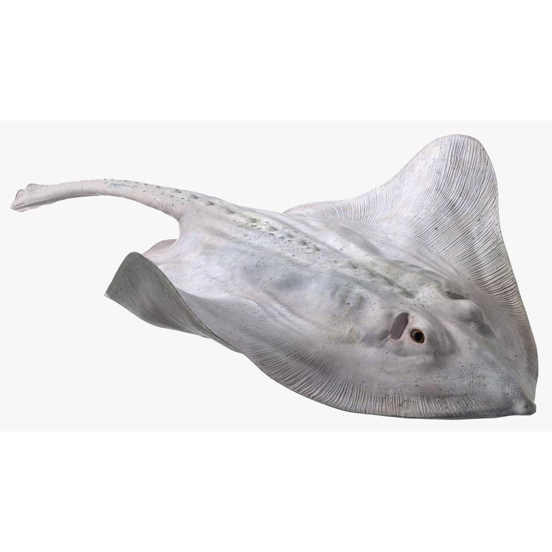 White Stingray 3D Model – Realistic PBR Asset for Marine Projects - View 7