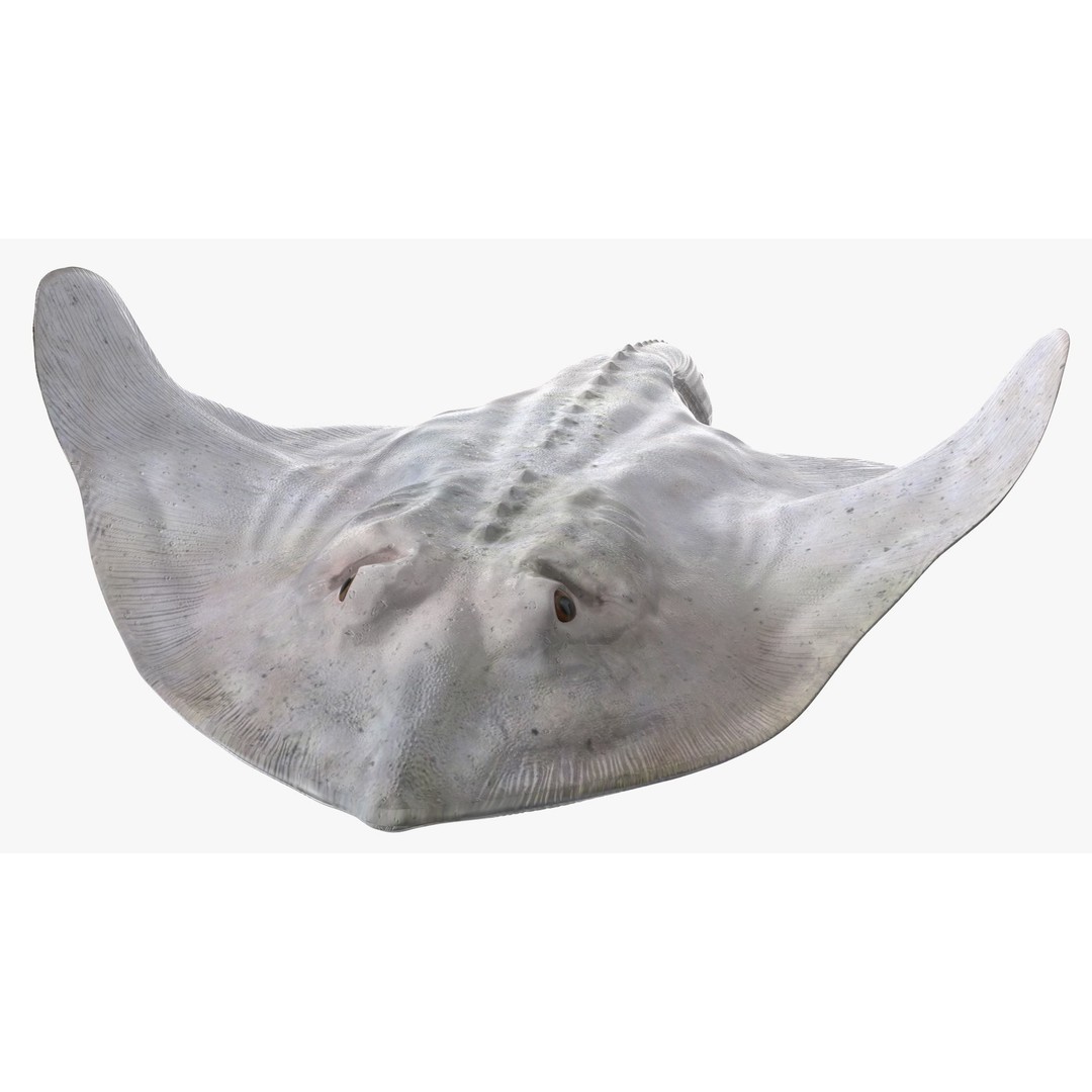 White Stingray 3D Model – Realistic PBR Asset for Marine Projects - View 8