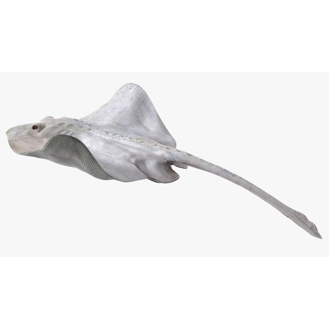 White Stingray 3D Model – Realistic PBR Asset for Marine Projects - View 9