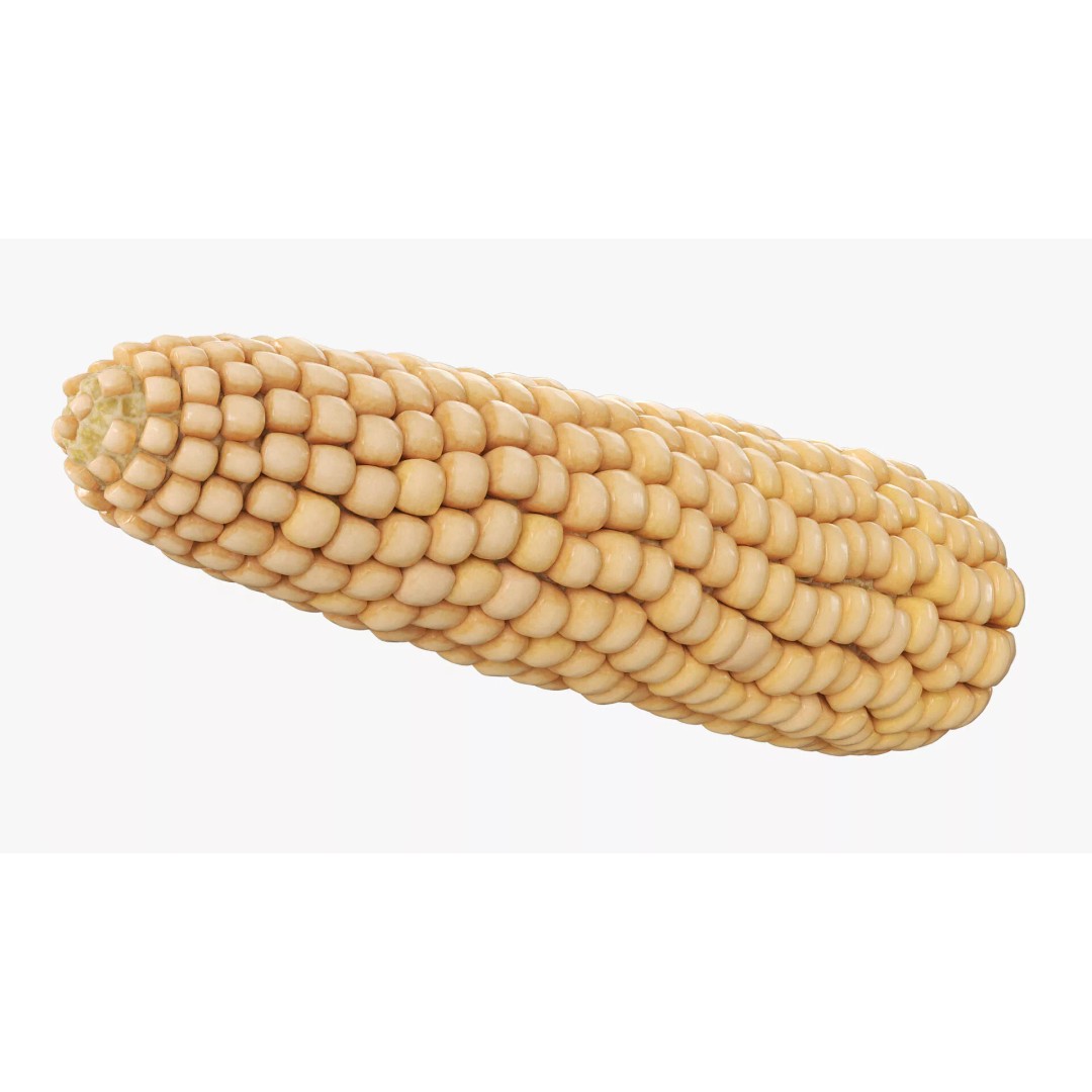 White Corn Cob Fur 3D Model – High Quality PBR Textured Asset - View 5