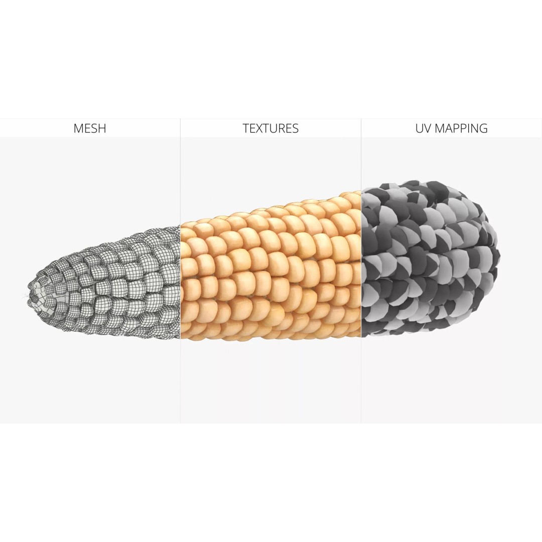 White Corn Cob Fur 3D Model – High Quality PBR Textured Asset - View 6