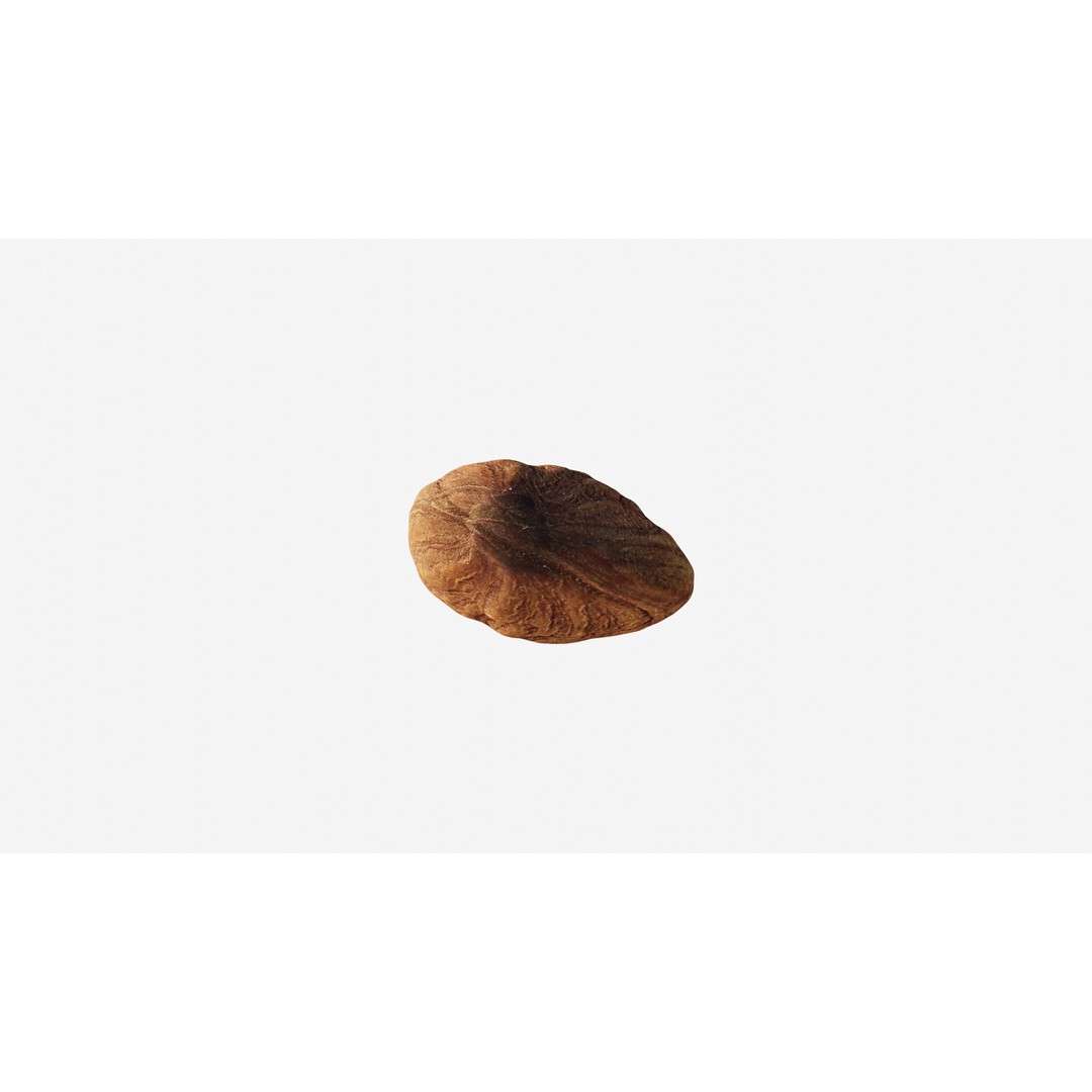 Scanned Almond Nut 3D Model – Low Poly PBR Asset, FBX - View 10