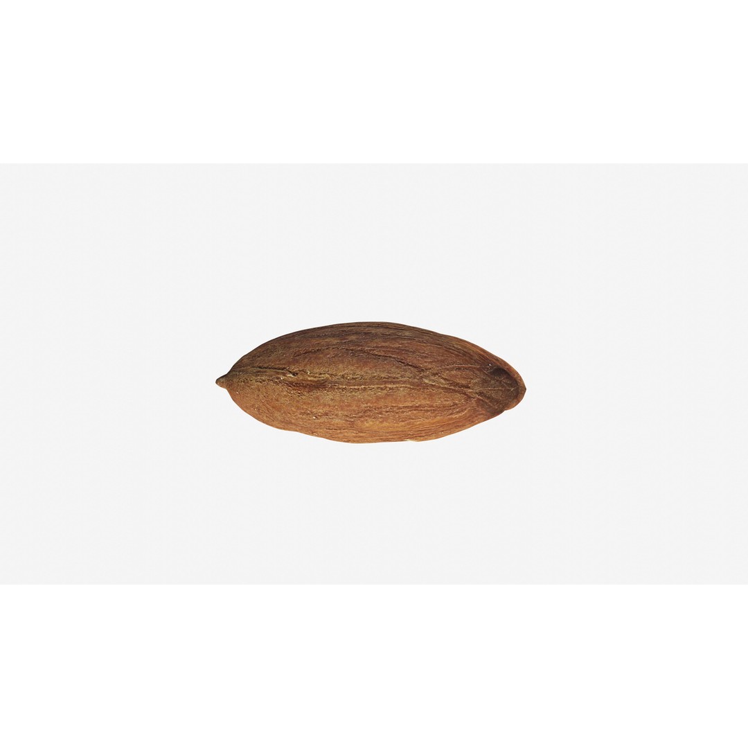 Scanned Almond Nut 3D Model – Low Poly PBR Asset, FBX - View 7