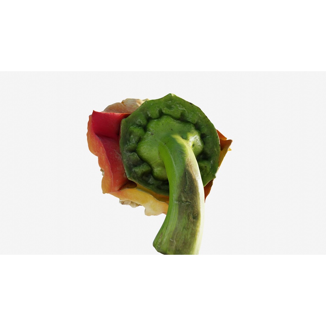 Cut Red Bell Pepper 3D Model – Low Poly PBR Vegetable Asset, FBX - View 10