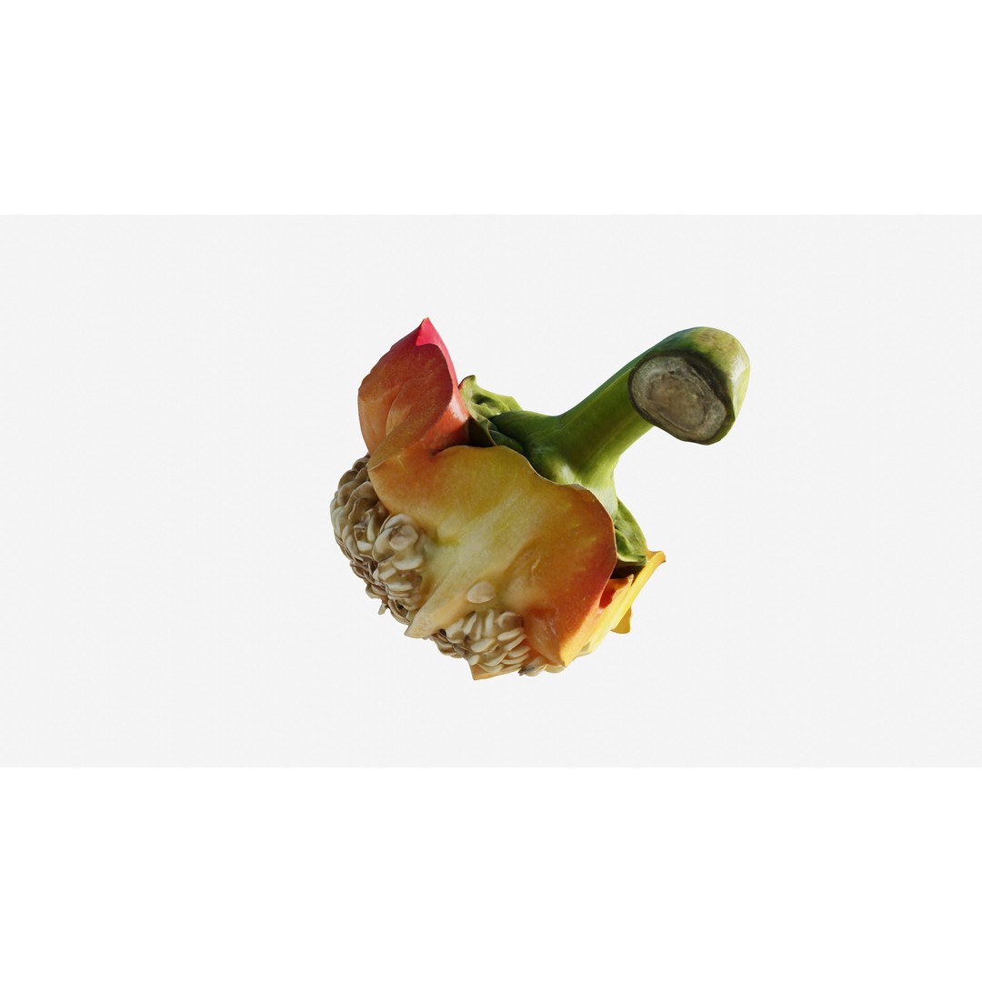 Cut Red Bell Pepper 3D Model – Low Poly PBR Vegetable Asset, FBX - View 14