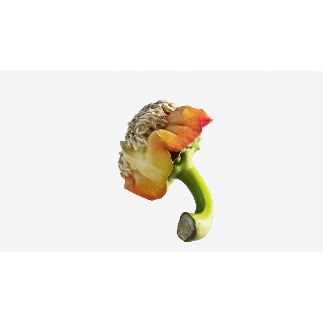 Cut Red Bell Pepper 3D Model – Low Poly PBR Vegetable Asset, FBX - View 15