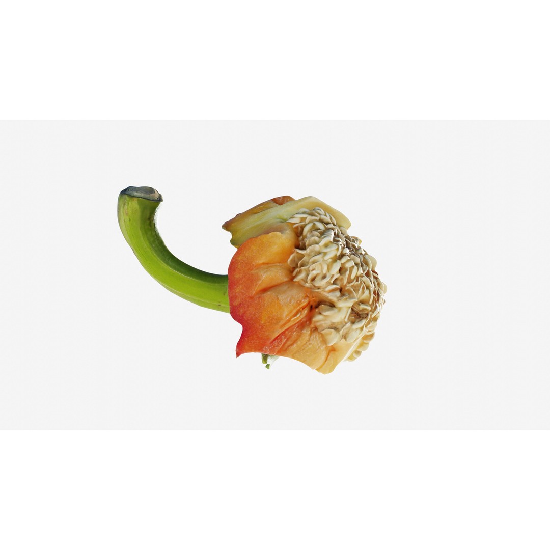 Cut Red Bell Pepper 3D Model – Low Poly PBR Vegetable Asset, FBX - View 5