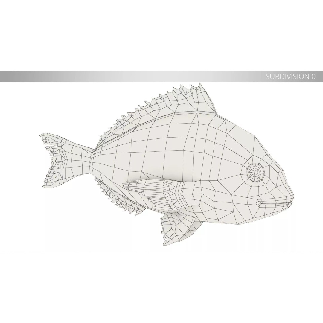 Dorada Fish 3D Model – High Quality PBR Marine Asset, FBX - View 10