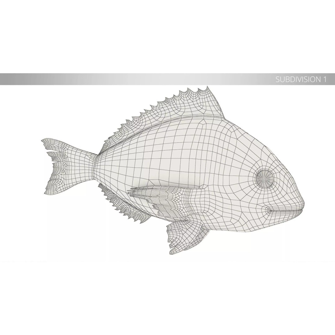 Dorada Fish 3D Model – High Quality PBR Marine Asset, FBX - View 11