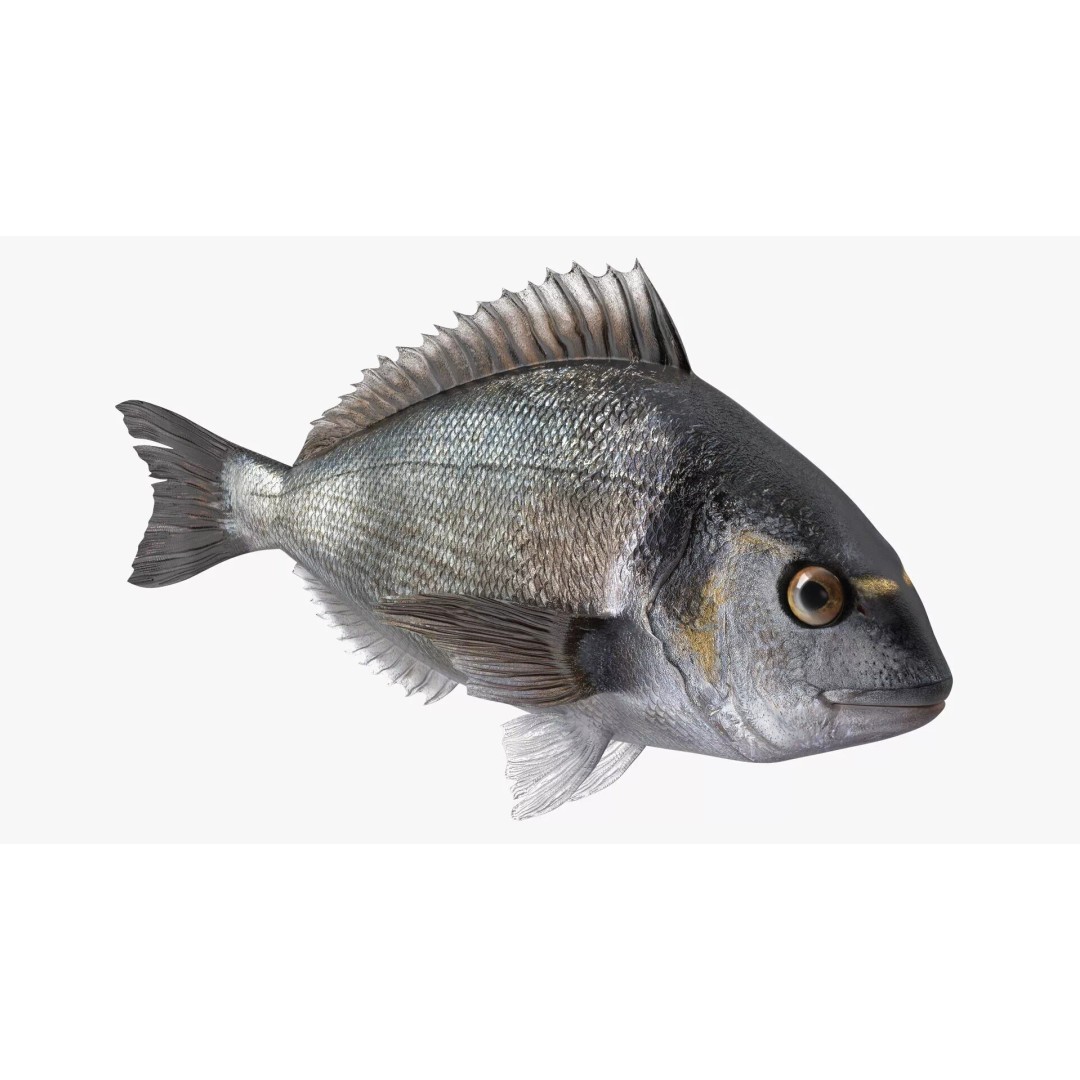 Dorada Fish 3D Model – High Quality PBR Marine Asset, FBX - View 2