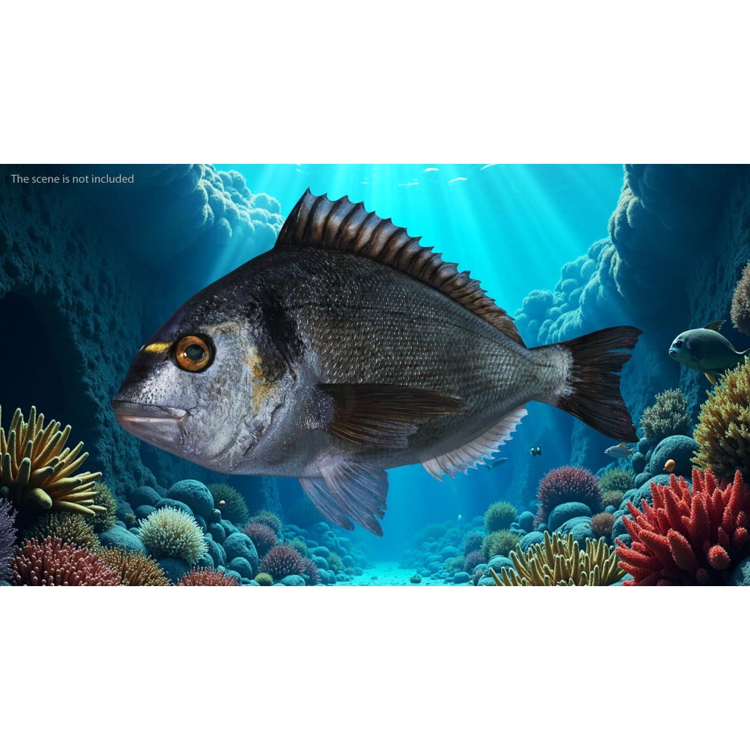 Dorada Fish 3D Model – High Quality PBR Marine Asset, FBX - View 3