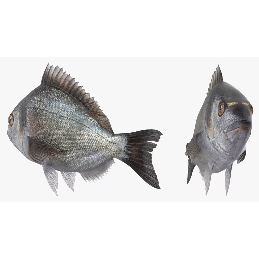 Dorada Fish 3D Model – High Quality PBR Marine Asset, FBX - View 4