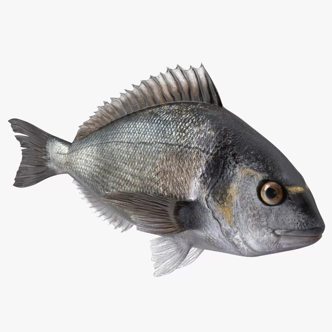 Dorada Fish 3D Model – High Quality PBR Marine Asset, FBX - View 6