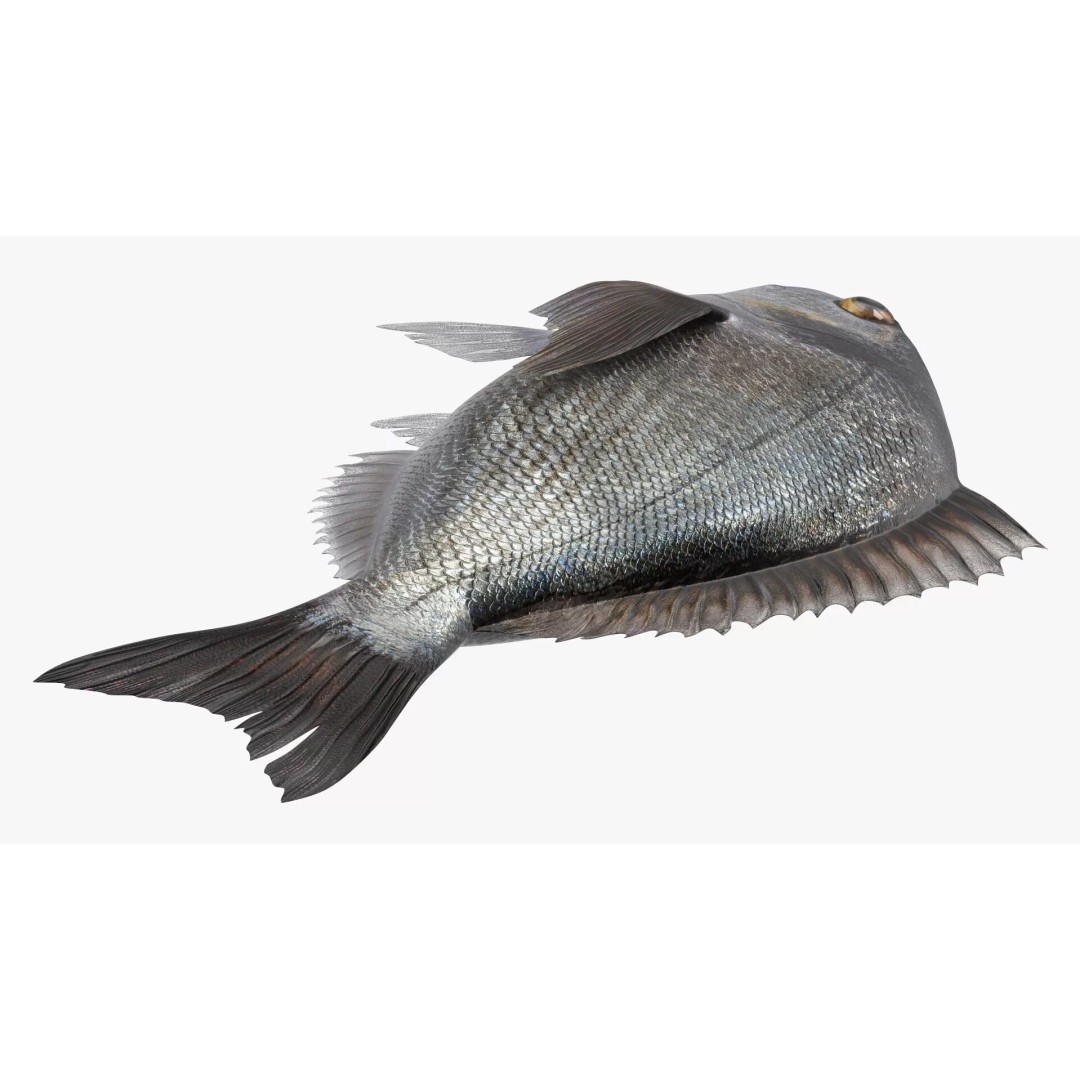 Dorada Fish 3D Model – High Quality PBR Marine Asset, FBX - View 7