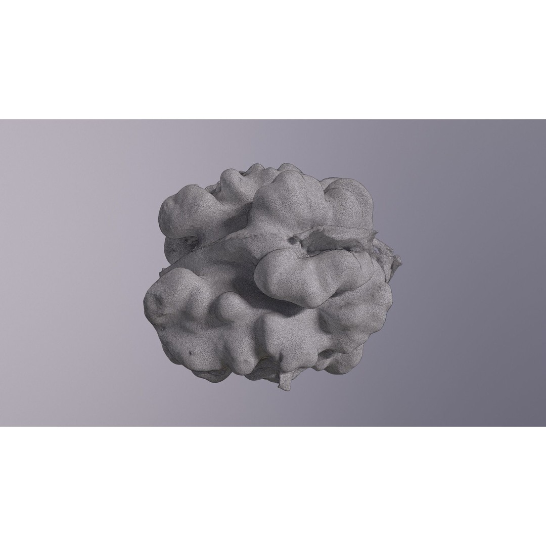 Walnut Kernel 3D Model – High Poly PBR Asset for Rendering