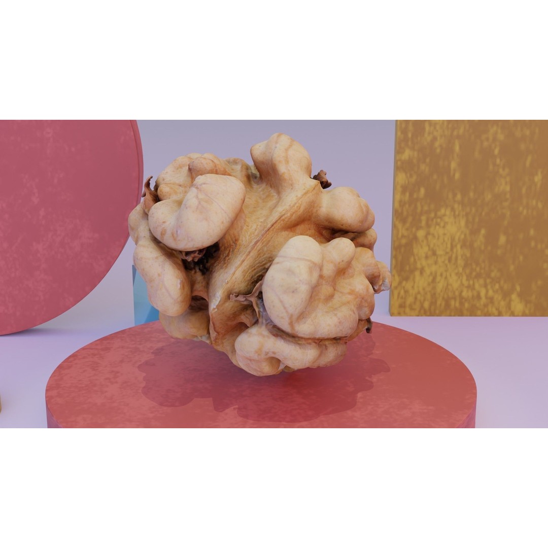 Walnut Kernel 3D Model – High Poly PBR Asset for Rendering - View 10