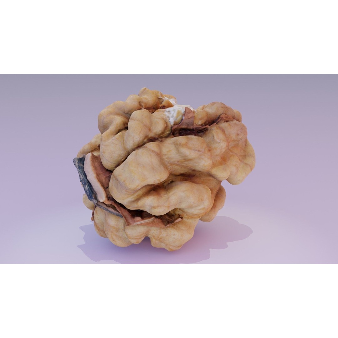 Walnut Kernel 3D Model – High Poly PBR Asset for Rendering - View 13