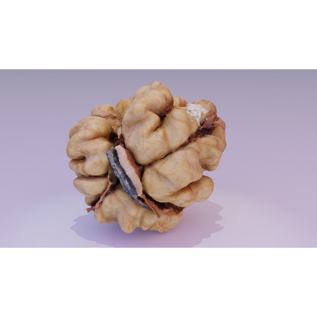 Walnut Kernel 3D Model – High Poly PBR Asset for Rendering - View 14