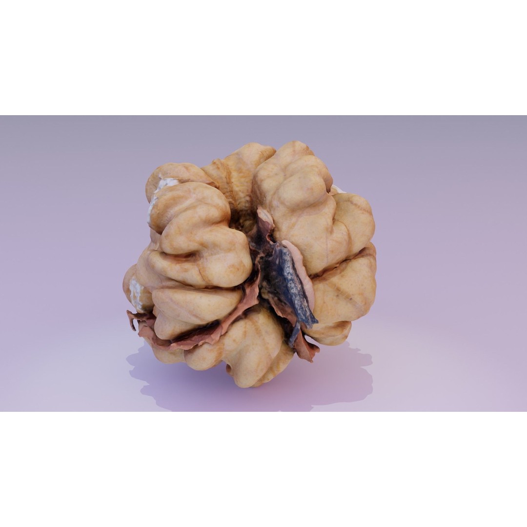Walnut Kernel 3D Model – High Poly PBR Asset for Rendering - View 15