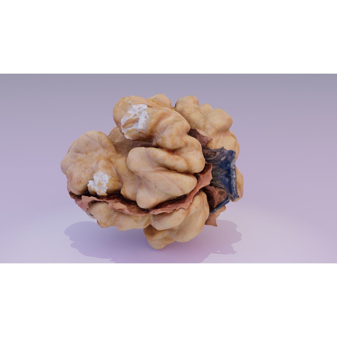 Walnut Kernel 3D Model – High Poly PBR Asset for Rendering - View 16