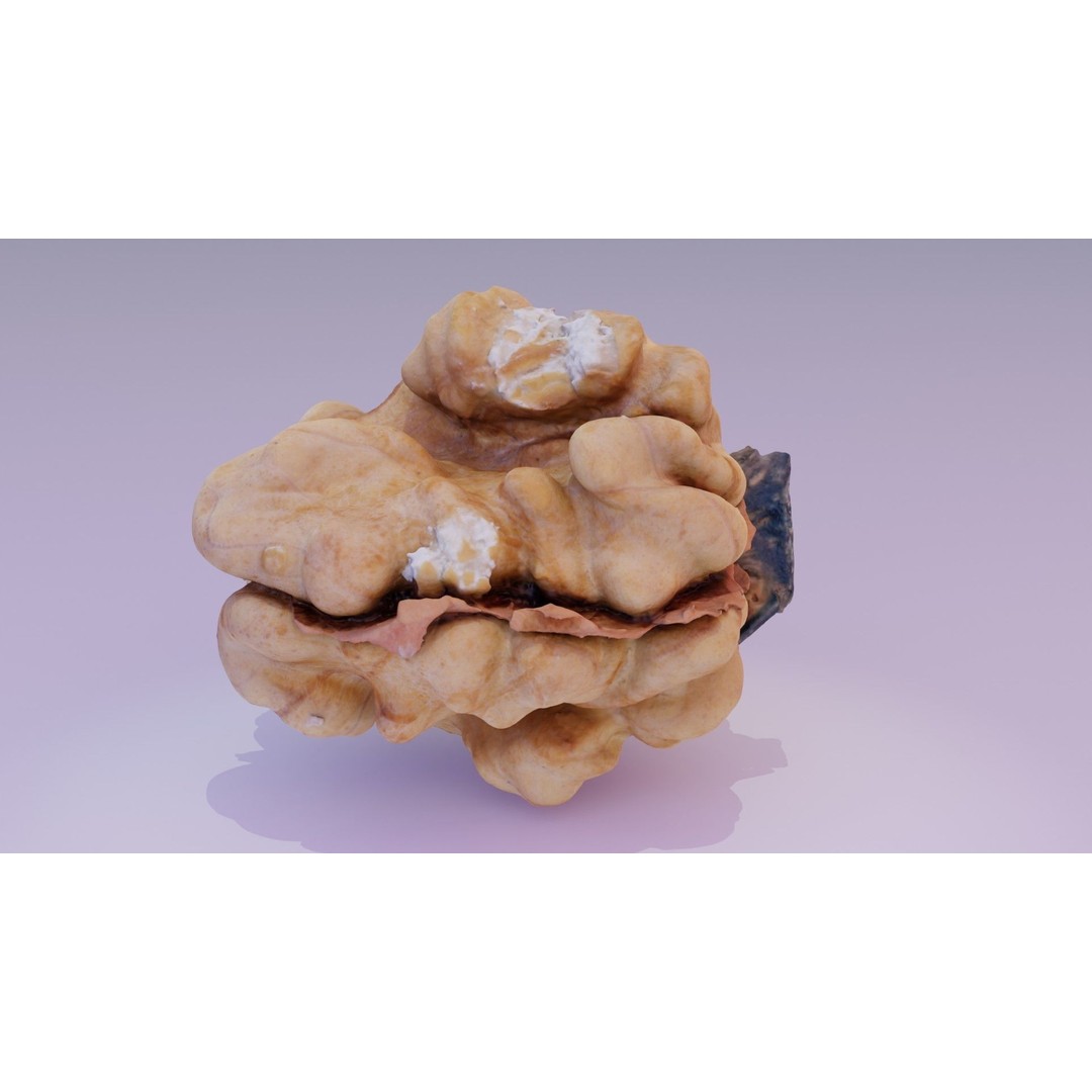 Walnut Kernel 3D Model – High Poly PBR Asset for Rendering - View 17