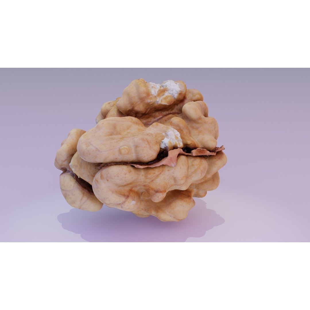 Walnut Kernel 3D Model – High Poly PBR Asset for Rendering - View 18
