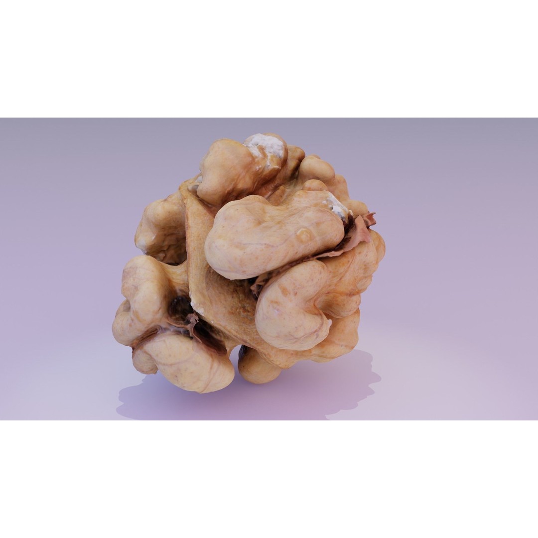 Walnut Kernel 3D Model – High Poly PBR Asset for Rendering - View 19