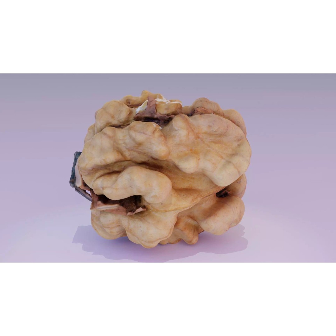 Walnut Kernel 3D Model – High Poly PBR Asset for Rendering - View 2