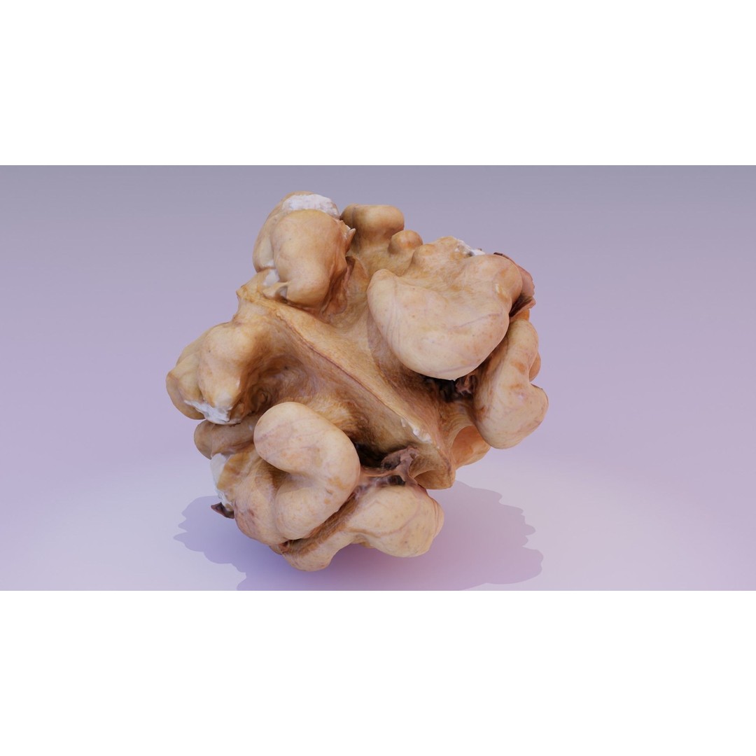 Walnut Kernel 3D Model – High Poly PBR Asset for Rendering - View 20