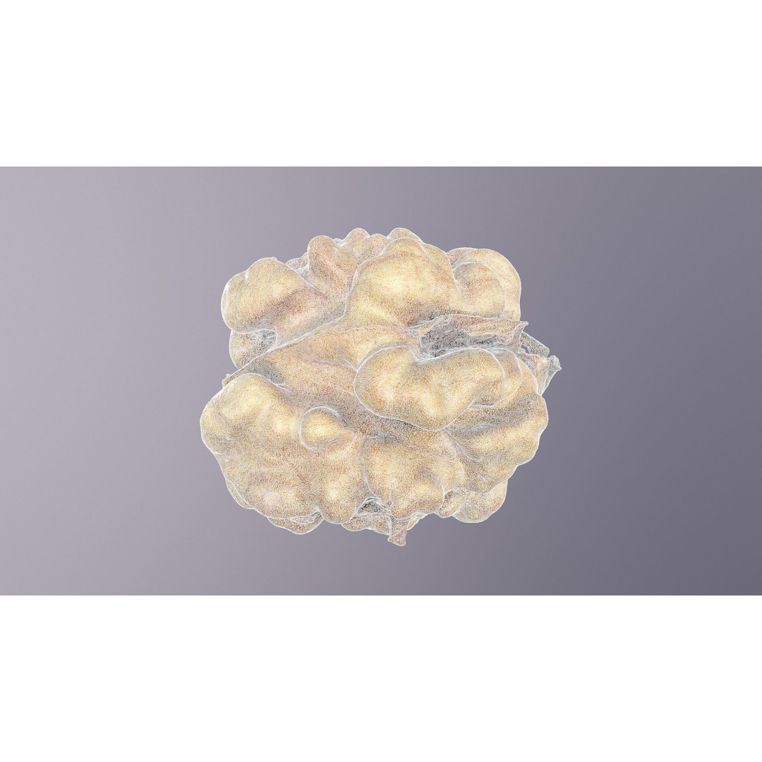 Walnut Kernel 3D Model – High Poly PBR Asset for Rendering - View 24