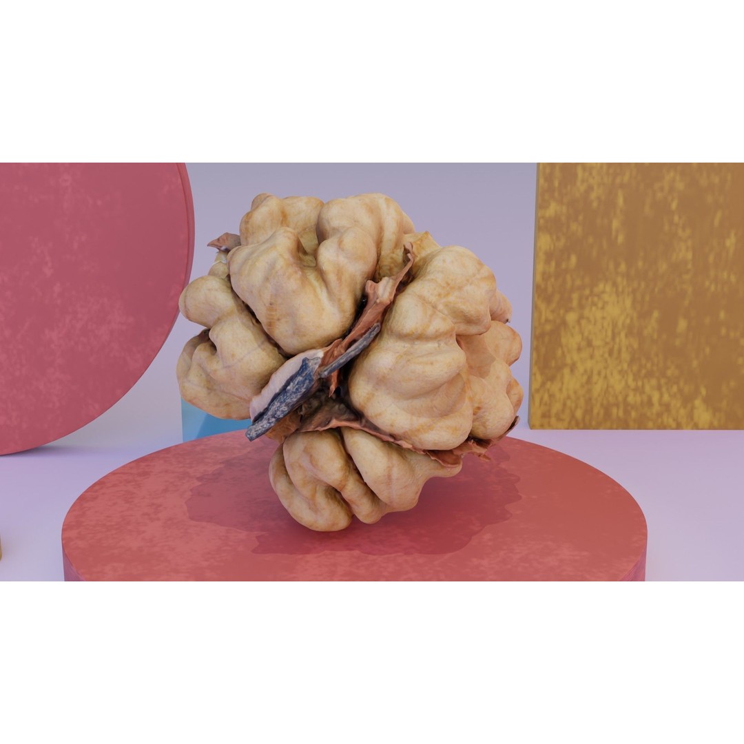Walnut Kernel 3D Model – High Poly PBR Asset for Rendering - View 5