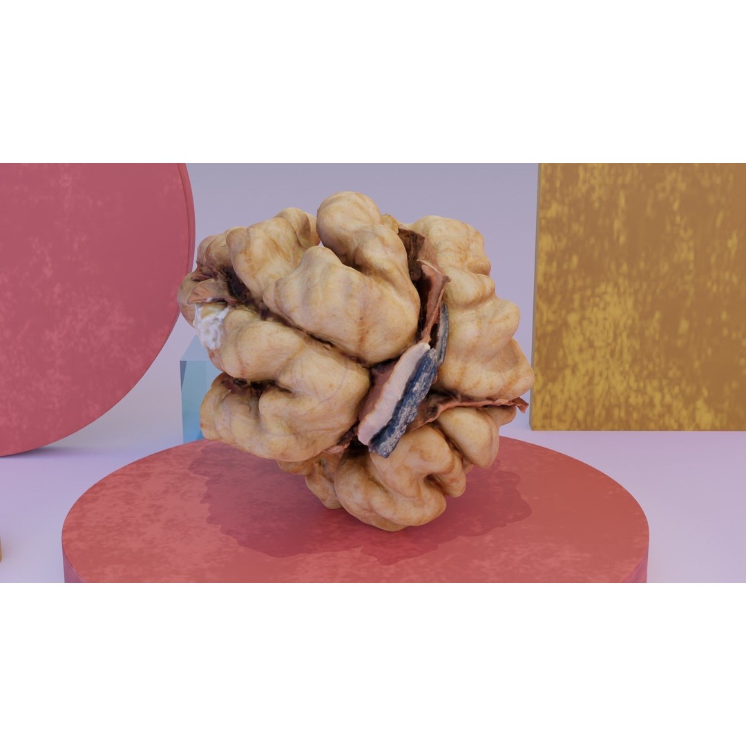 Walnut Kernel 3D Model – High Poly PBR Asset for Rendering - View 6