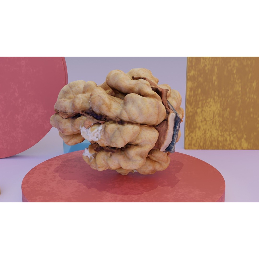 Walnut Kernel 3D Model – High Poly PBR Asset for Rendering - View 7