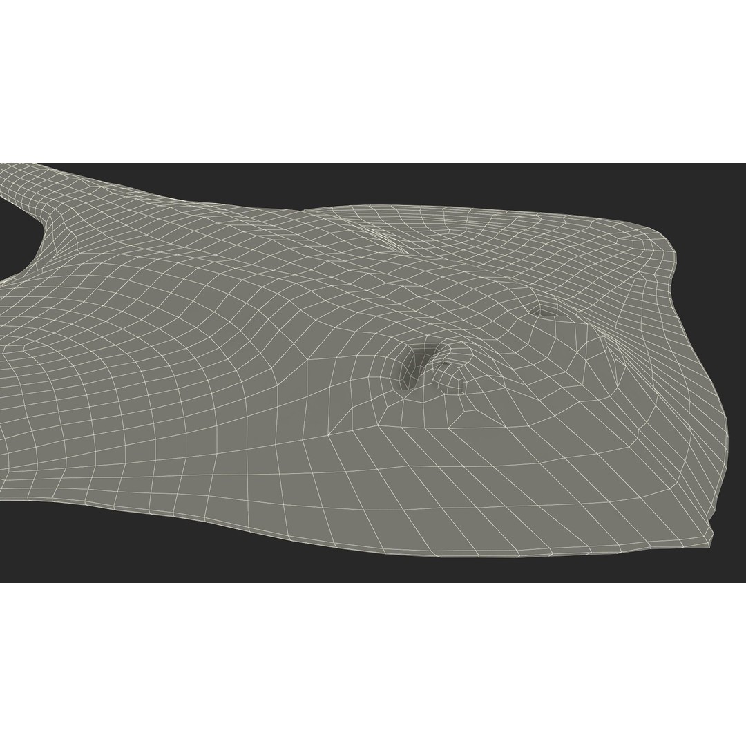 Bathyraja Lindbergi Gray 3D Model – High Poly PBR Skate Fish, FBX