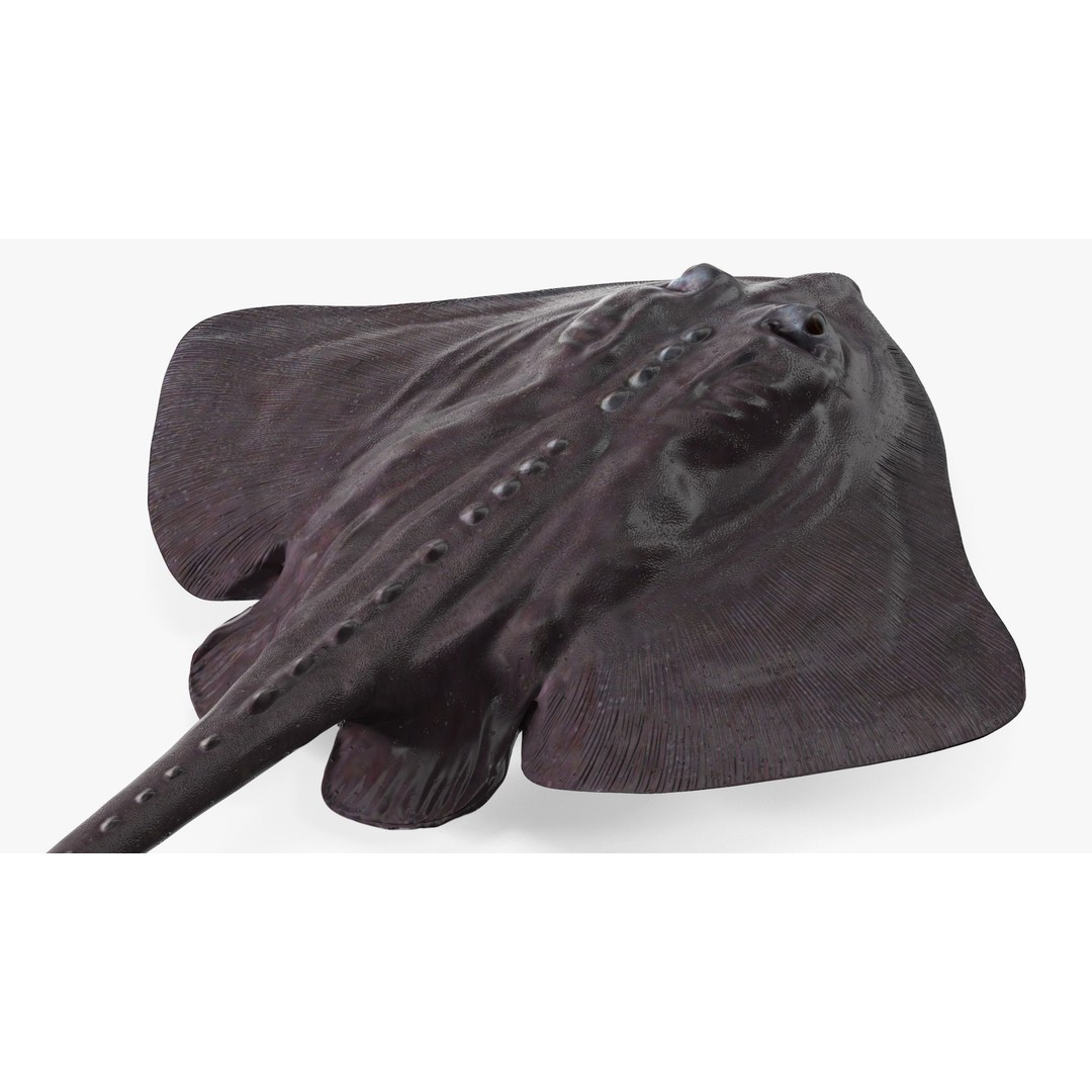 Bathyraja Lindbergi Gray 3D Model – High Poly PBR Skate Fish, FBX - View 11