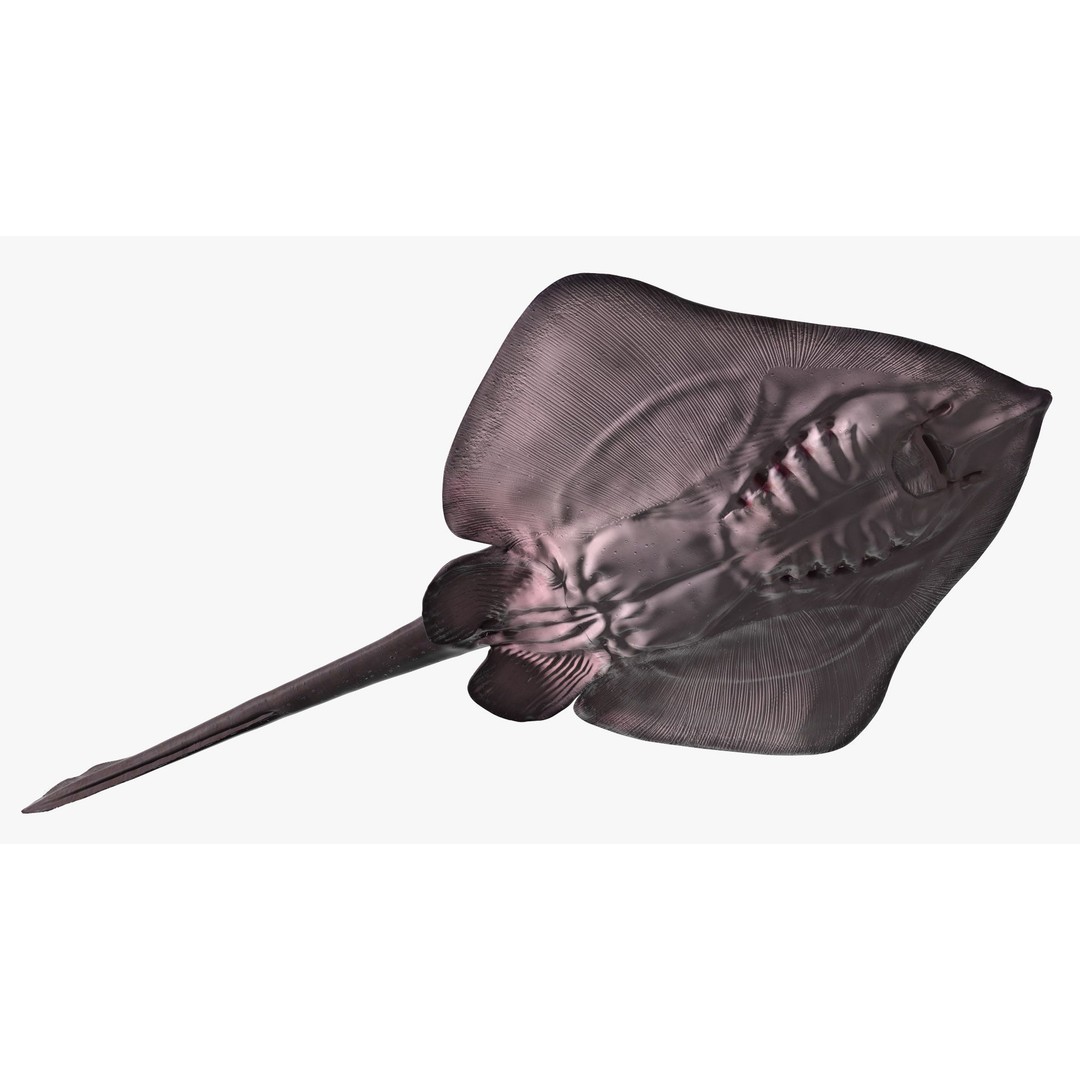 Bathyraja Lindbergi Gray 3D Model – High Poly PBR Skate Fish, FBX - View 12