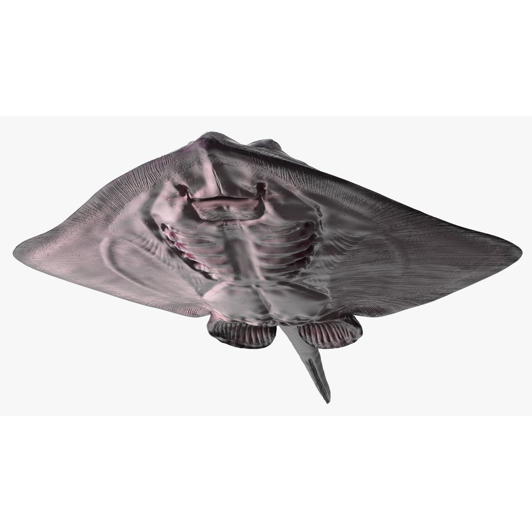 Bathyraja Lindbergi Gray 3D Model – High Poly PBR Skate Fish, FBX - View 13