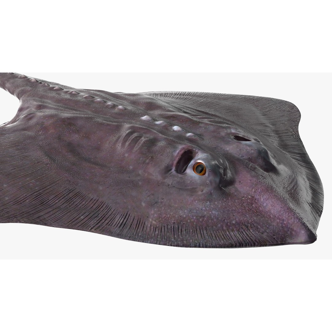 Bathyraja Lindbergi Gray 3D Model – High Poly PBR Skate Fish, FBX - View 14