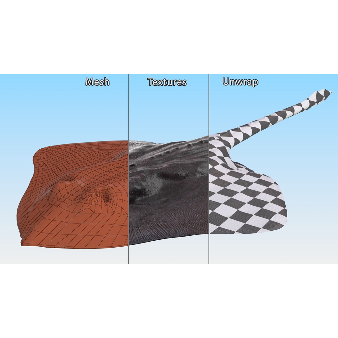 Bathyraja Lindbergi Gray 3D Model – High Poly PBR Skate Fish, FBX - View 15