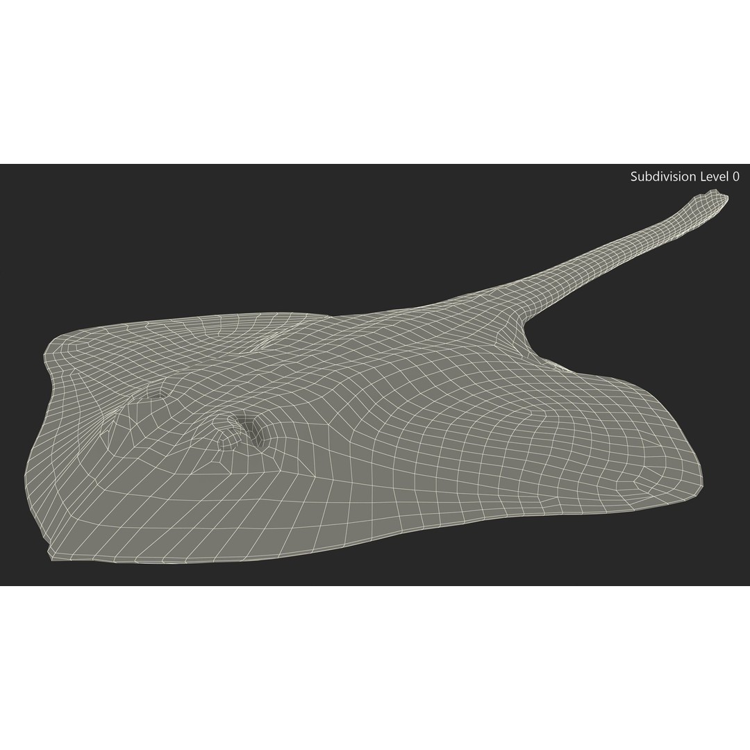 Bathyraja Lindbergi Gray 3D Model – High Poly PBR Skate Fish, FBX - View 16